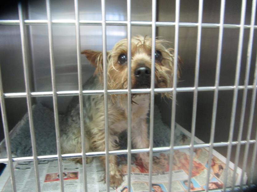 ISPCA Inspector horrified to find Yorkie dog in zipped plastic bag and left in Longford laneway