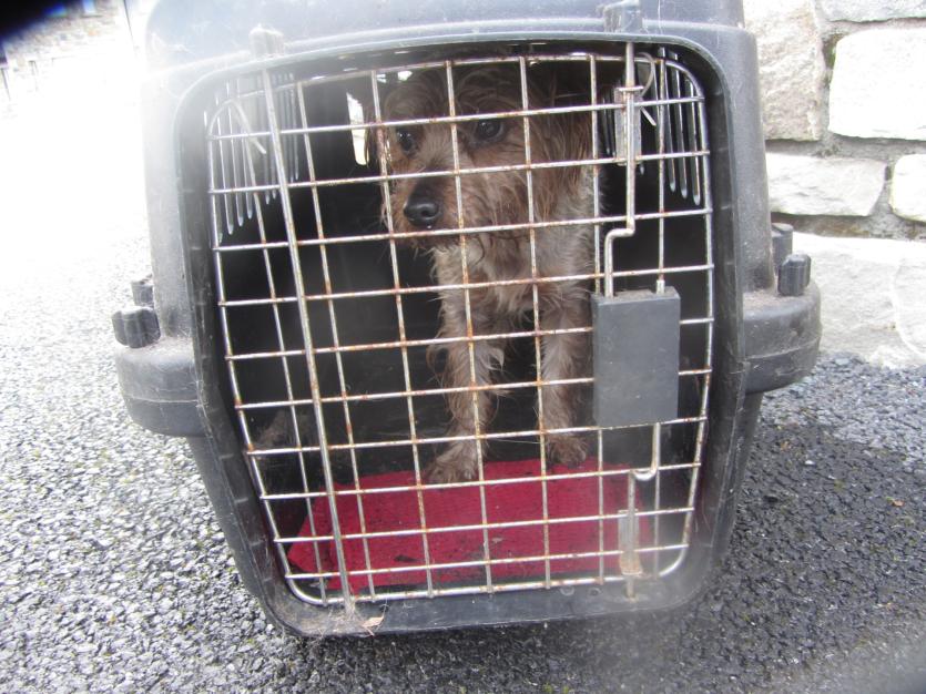 ISPCA Inspector horrified to find Yorkie dog in zipped plastic bag and left in Longford laneway