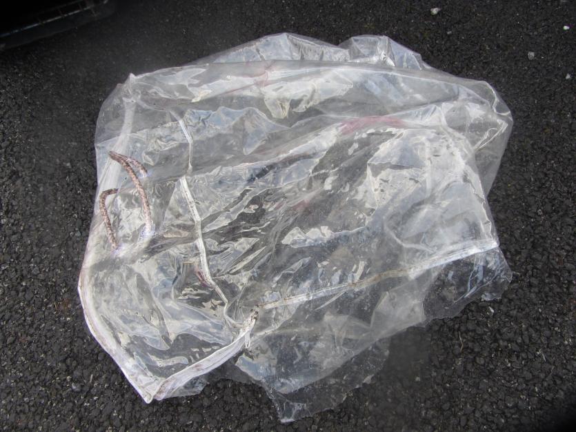 ISPCA Inspector horrified to find Yorkie dog in zipped plastic bag and left in Longford laneway