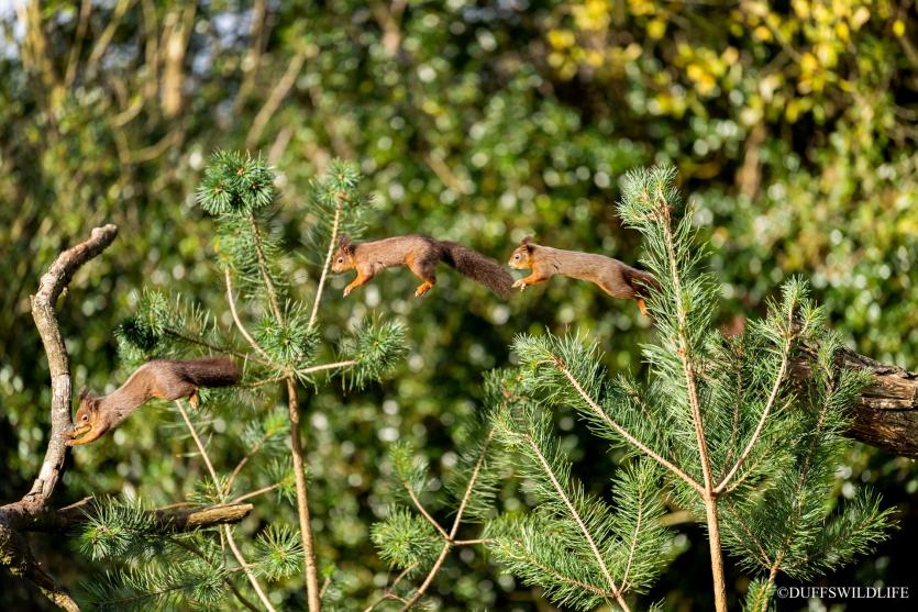 GALLERY A Laois farmer takes amazing photos of wildlife on his doorstep Photo 1 of 12