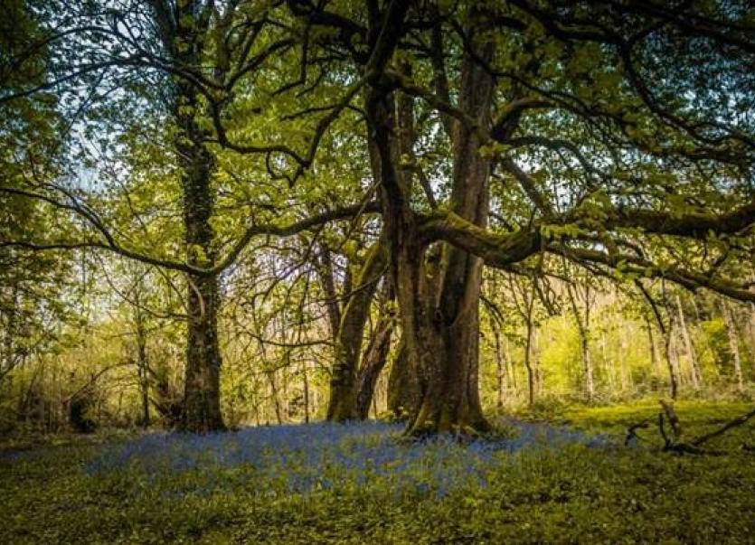 Ireland’s first Woodland Festival in Killegar this Sunday, August 25